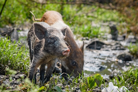 Indian feral piglets on wasteland next to a garbage dump in a city in Maharashtra, India, 2022