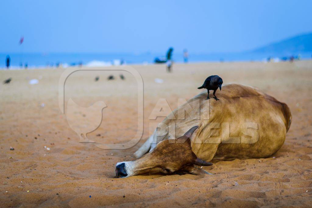 Sleeping street cow on beach in Goa in India