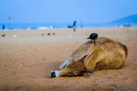 Sleeping street cow on beach in Goa in India