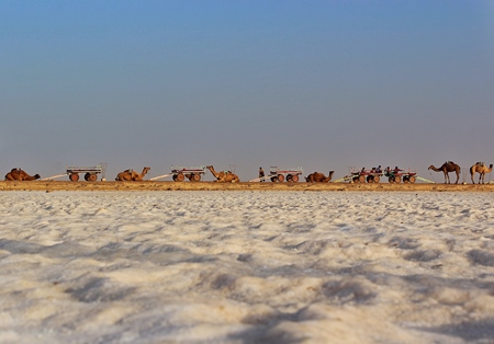 Line of Indian camels and carts at the Rann of Kutch salt marsh desert in Gujurat in India