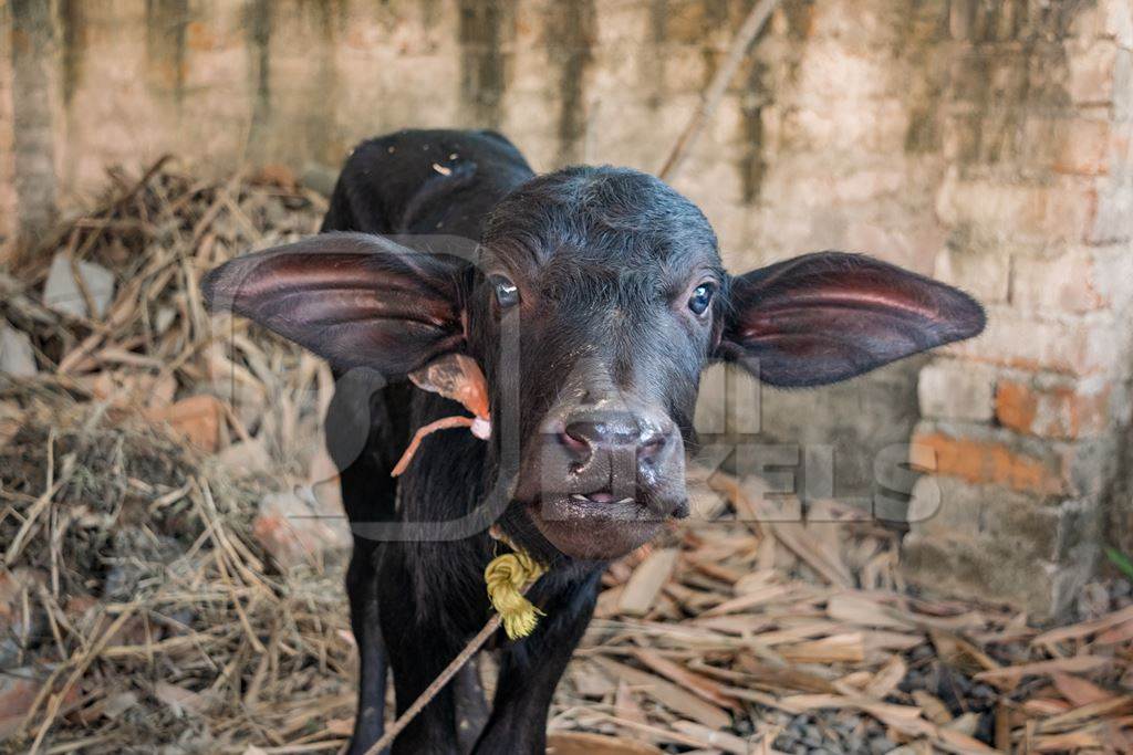 Small sad Indian buffalo calf tied up on a dairy farm in Bihar, India, 2017
