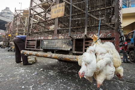 Broiler chickens raised for meat being unloaded from transport trucks near Crawford meat market in Mumbai