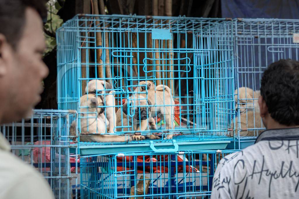 Pedigree or breed puppy dogs on sale in cages on the street by dog sellers at Galiff Street pet market, Kolkata, India, 2022