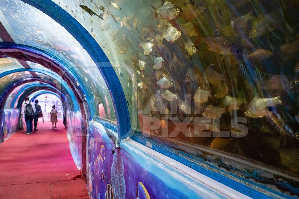 Many fish in an underwater fish tunnel expo aquarium in Pune, Maharashtra, India, 2024