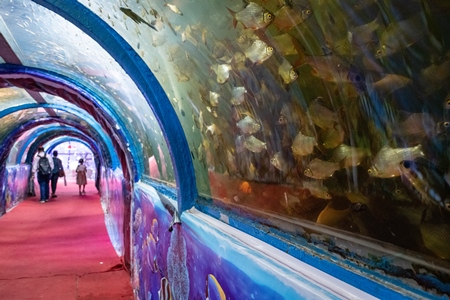 Many fish in an underwater fish tunnel expo aquarium in Pune, Maharashtra, India, 2024