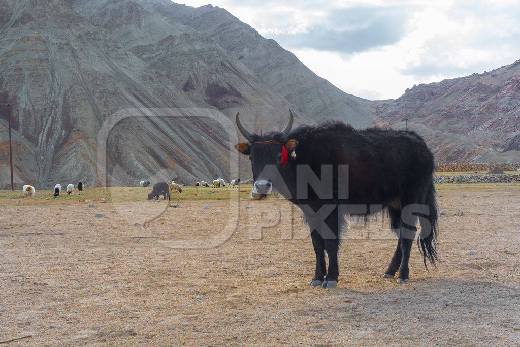 Photo of Indian dzo (male) or dzomo (female) a hybrid yak and cow cross in Ladakh in the Himalaya mountains in India