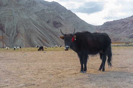 Photo of Indian dzo (male) or dzomo (female) a hybrid yak and cow cross in Ladakh in the Himalaya mountains in India