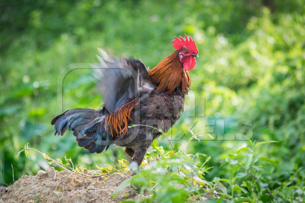 Cockerel crowing in a field with green background
