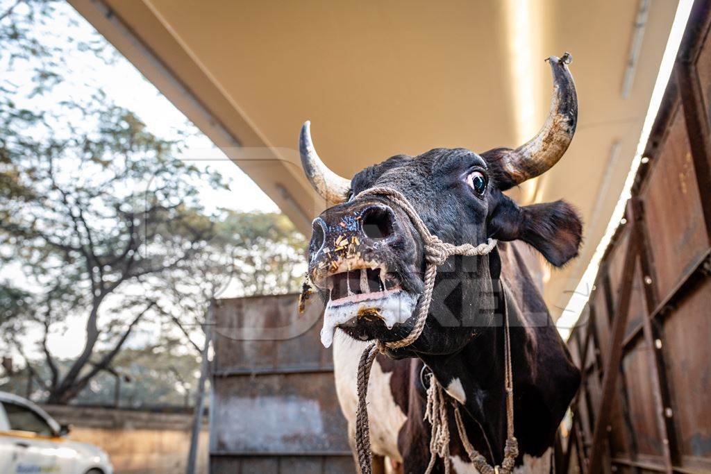 Close up of a distressed Indian dairy cow bellowing on an urban tabela in the divider of a busy road, Pune, Maharashtra, India, 2024