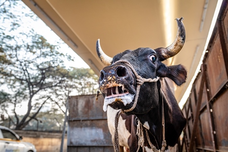 Close up of a distressed Indian dairy cow bellowing on an urban tabela in the divider of a busy road, Pune, Maharashtra, India, 2024