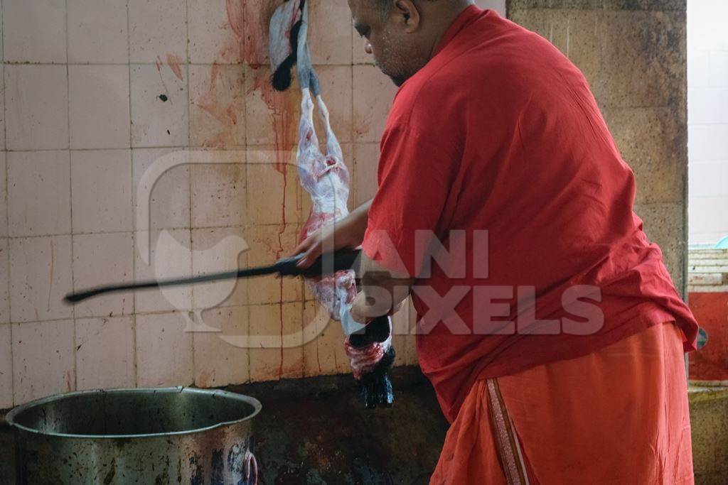 Priest cutting up an Indian goat killed for religious slaughter or animal sacrifice inside Kamakhya temple in Guwahati, Assam, India, 2018