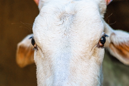 Close up of face of white bullock used for animal labour