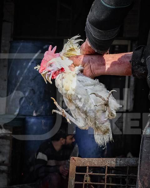 Slaughterhouse workers pull feathers out of dying chickens after cutting their throats at Ghazipur murga mandi, Ghazipur, Delhi, India, 2022