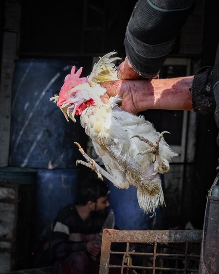 Slaughterhouse workers pull feathers out of dying chickens after cutting their throats at Ghazipur murga mandi, Ghazipur, Delhi, India, 2022