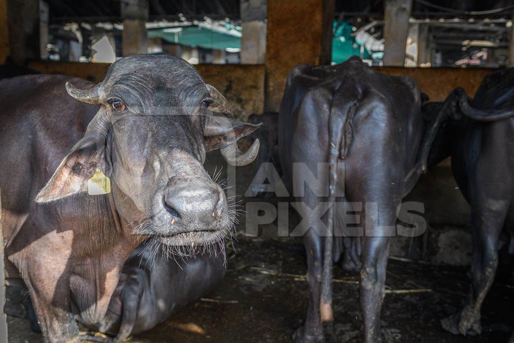 Indian buffaloes tied up in a line in a concrete shed on an urban dairy farm or tabela, Aarey milk colony, Mumbai, India, 2023