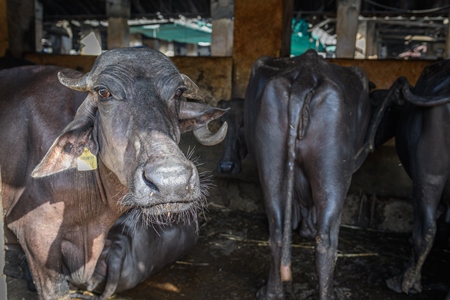 Indian buffaloes tied up in a line in a concrete shed on an urban dairy farm or tabela, Aarey milk colony, Mumbai, India, 2023