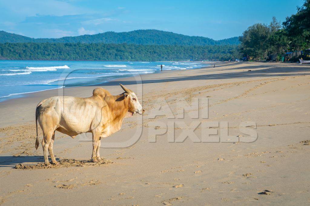 Cow on the beach in Goa, India