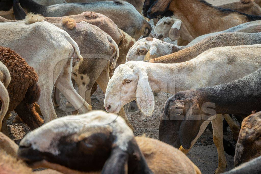Herd of goats and sheep walking along road in rural Maharashtra, India