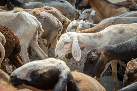 Herd of goats and sheep walking along road in rural Maharashtra, India