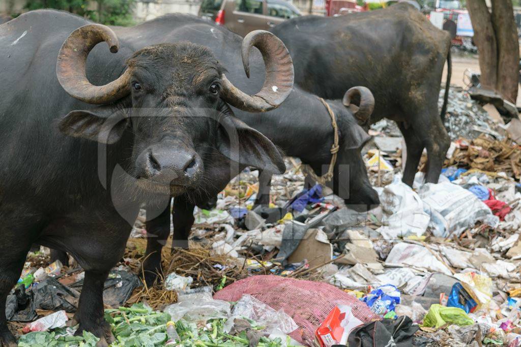Street buffaloes on street in city in Maharashtra eating rubbish or garbage