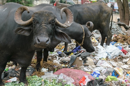 Street buffaloes on street in city in Maharashtra eating rubbish or garbage