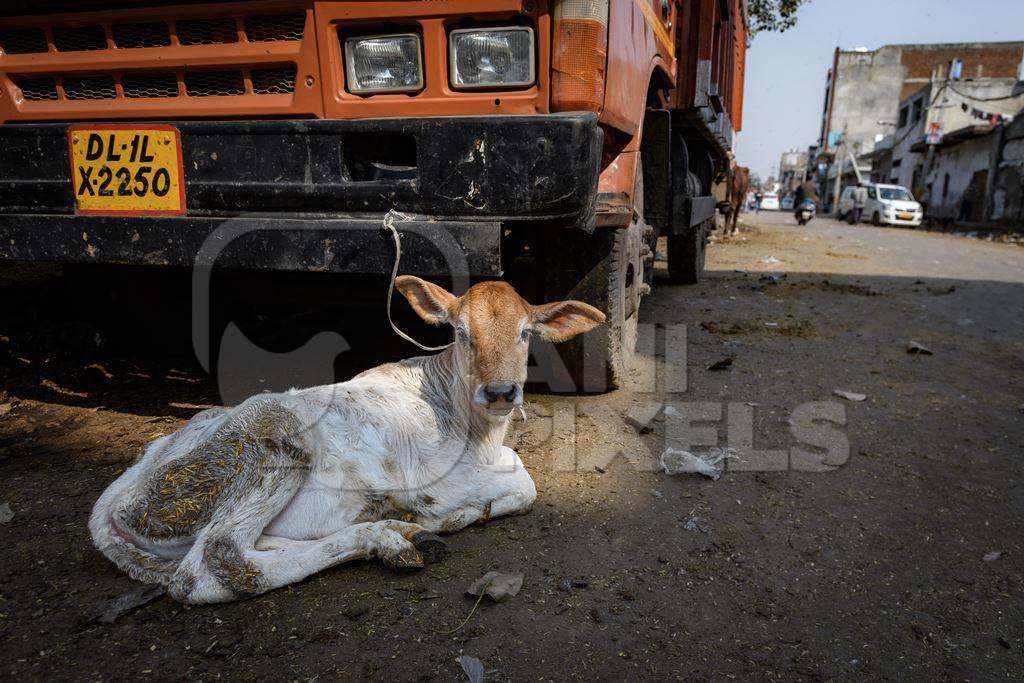 Small Indian dairy cow calf tied up in the street near Ghazipur Dairy Farm, Delhi, India, 2022