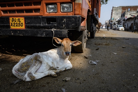 Small Indian dairy cow calf tied up in the street near Ghazipur Dairy Farm, Delhi, India, 2022