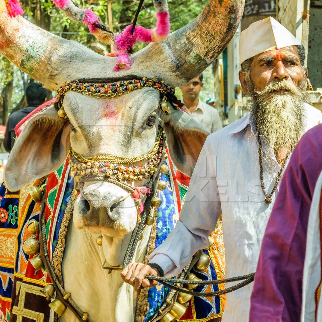 Decorated holy cow for religious festival with man walking on street