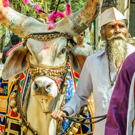 Decorated holy cow for religious festival with man walking on street