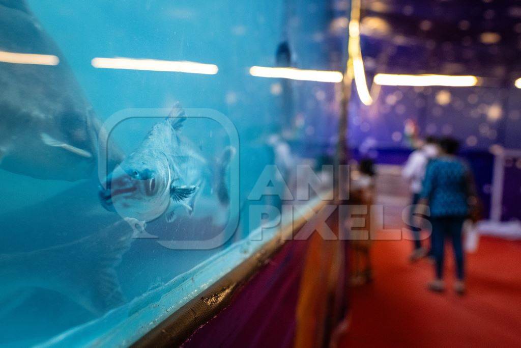 Many arapaima fish and small shark fish in a dirty and crowded tank at an underwater fish tunnel expo aquarium in Pune, Maharashtra, India, 2024