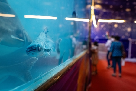 Many arapaima fish and small shark fish in a dirty and crowded tank at an underwater fish tunnel expo aquarium in Pune, Maharashtra, India, 2024