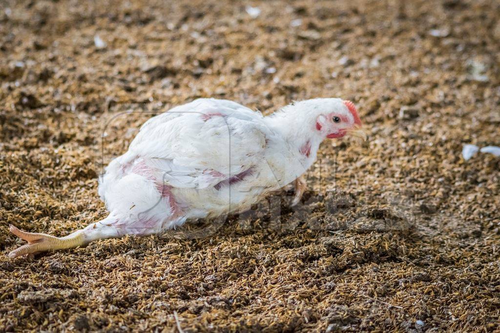 White broiler chicken with crippled leg raised for meat on a poultry broiler farm in Maharashtra in India