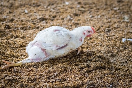 White broiler chicken with crippled leg raised for meat on a poultry broiler farm in Maharashtra in India