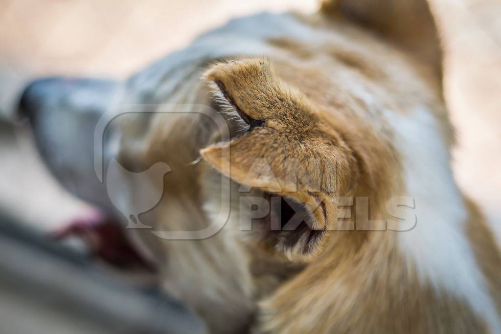 Sterilised street dog with notch in ear