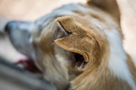 Sterilised street dog with notch in ear