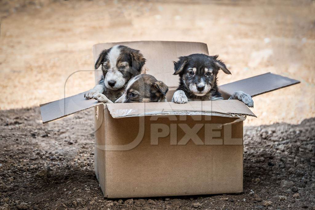 Cardboard box of three small abandoned street puppies in an urban city