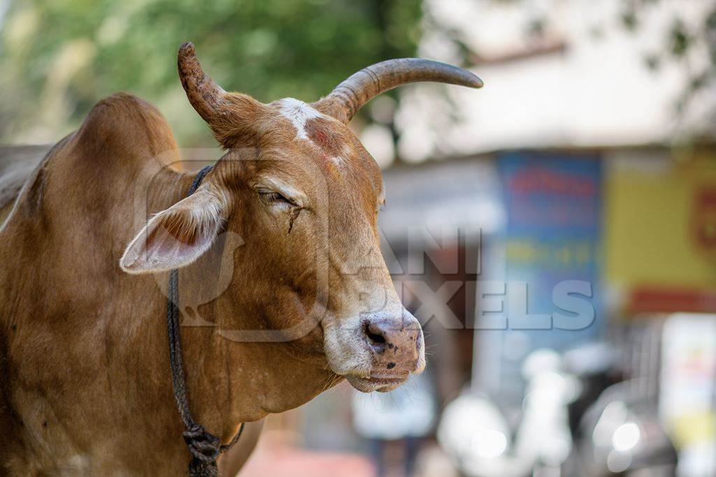Indian street cows in the road in the village of Malvan, Maharashtra, India, 2022