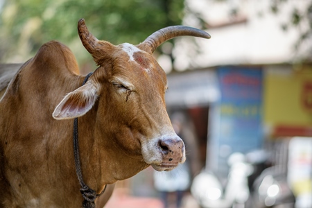 Indian street cows in the road in the village of Malvan, Maharashtra, India, 2022