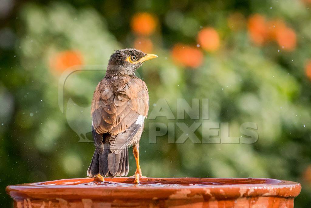 Indian mynah bird drinking from water bowl