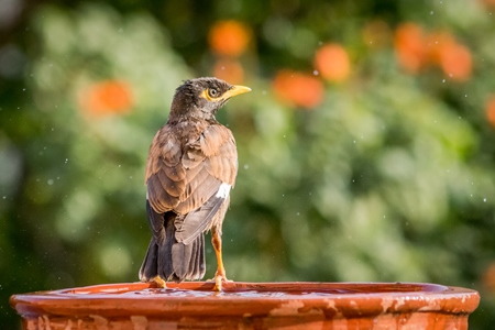 Indian mynah bird drinking from water bowl
