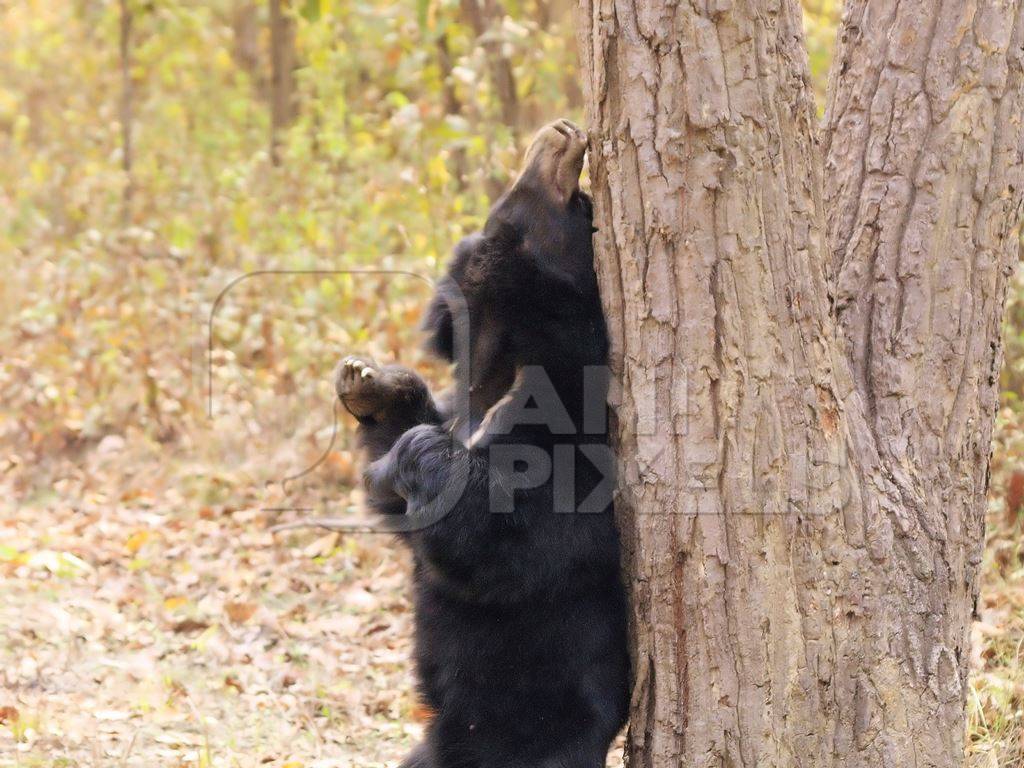 Sun bear rubbing itself against a tree trunk