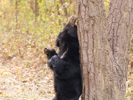 Sun bear rubbing itself against a tree trunk