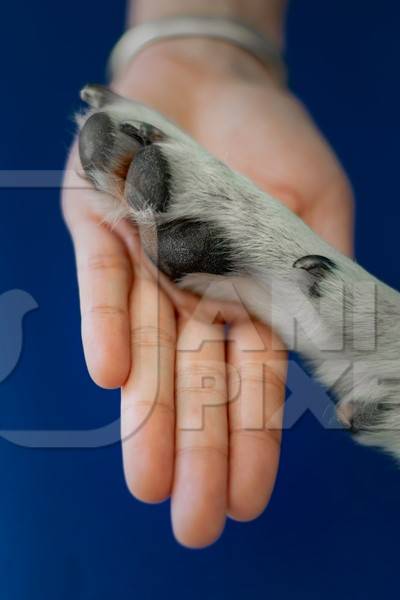 Person or human holding paw of cute pet dog in hand with blue background