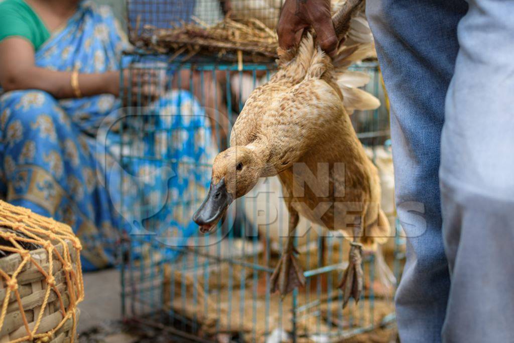 Duck held up by his wings by seller at Galiff Street pet market, Kolkata, India, 2022