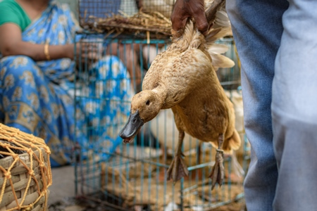 Duck held up by his wings by seller at Galiff Street pet market, Kolkata, India, 2022