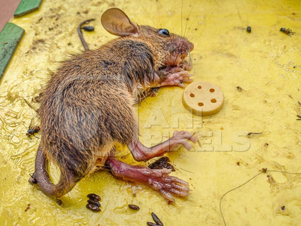 Indian brown house mouse caught on inhumane sticky glue trap, India, 2022