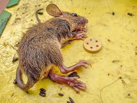 Indian brown house mouse caught on inhumane sticky glue trap, India, 2022