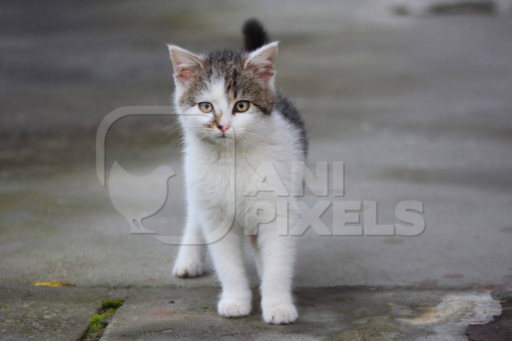 Tabby and white street cat standing and looking at camera