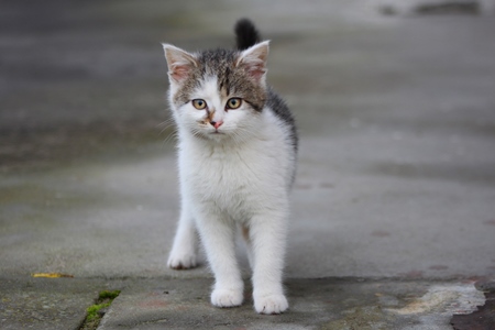 Tabby and white street cat standing and looking at camera