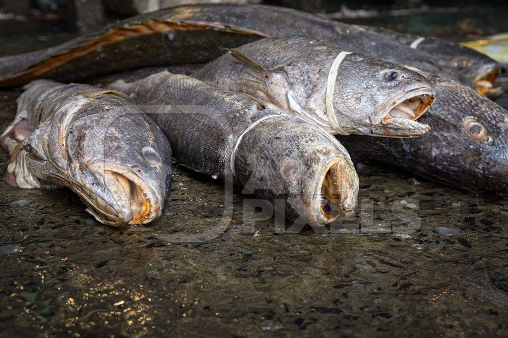 Dead fish on sale at the fish market inside New Market, Kolkata, India, 2022